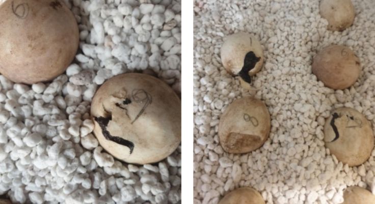 Черепахи начинают вылупляться из яиц после инкубации в 78 дней