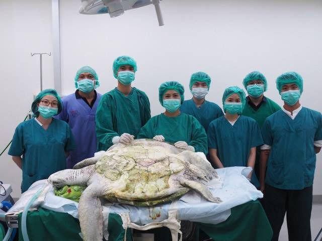 В Таиланде из морской черепахи извлекли 915 монет