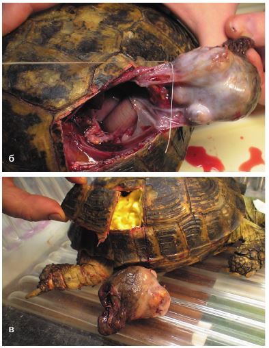 Транспластрональная нефрэктомия у сухопутных черепах