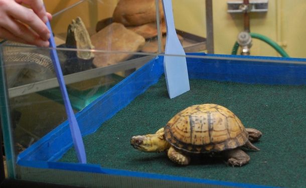Черепахи могут выбирать между двумя объектами