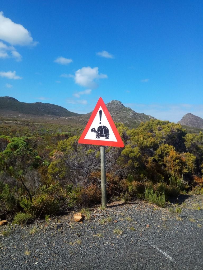 Черепахи в ЮАР