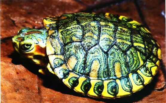 Частная жизнь красноухой черепахи