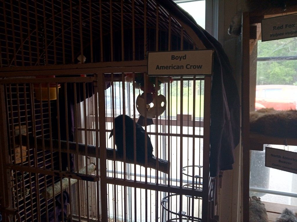 Реабилитационный центр для животных в США